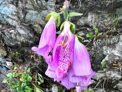 (Purple Foxglove) blossom