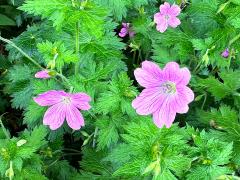 (Geranium) flowers
