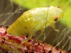 (Meadow Spittlebug) nymph dorsal on Orange Hawkweed