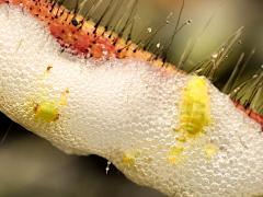 (Meadow Spittlebug) nymph spittle on Orange Hawkweed