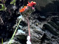 (Orange Hawkweed) inflorescence