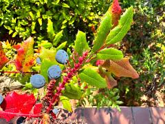 (Oregon Grape) fruit