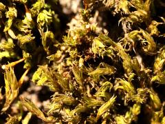 (Bryopsida Joint-toothed Moss) on Black Poplar