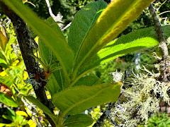 (Rhododendron) leaves