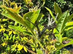 (Rhododendron) shrub