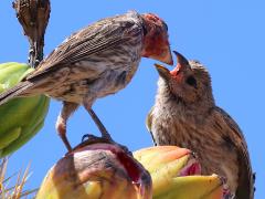 (House Finch) male feeding chick on Saguaro Cactus