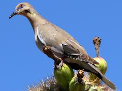 (White-winged Dove) perching on Saguaro Cactus