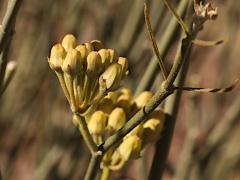 (Rush Milkweed) buds