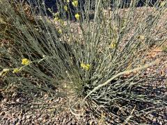 (Rush Milkweed) plant