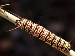(Queen) caterpillar on Rush Milkweed