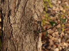 (Texas Live Oak) trunk