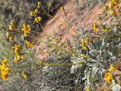 (Brittlebush) shrub