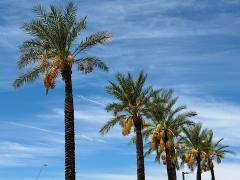 (Date Palm) Deglet Nour female plant