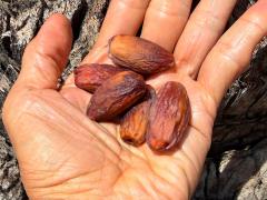 (Date Palm) Deglet Nour fruit