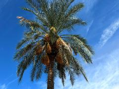 (Date Palm) Medjool female plant