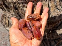 (Date Palm) Medjool fruit
