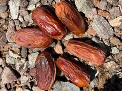 (Date Palm) Medjool fruits