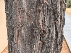 (Shoestring Acacia) trunk