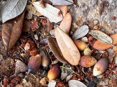 (Southern Live Oak) acorns