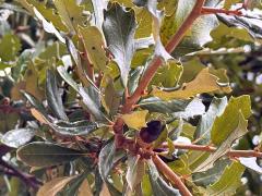 (Southern Live Oak) leaves