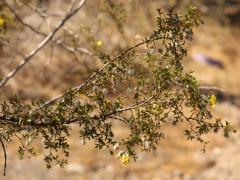 (Creosote Bush) branch