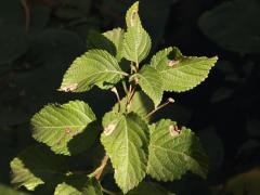 (Common Lantana) shrub