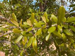 (Southern Live Oak) leaves