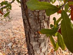 (Southern Live Oak) trunk