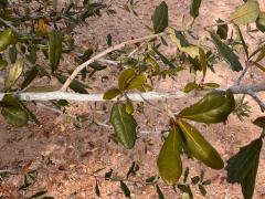 (Southern Live Oak) twig