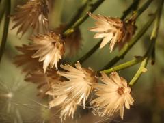 (Desert Broom) flowers
