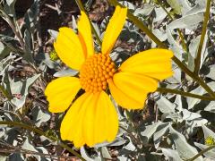 (Brittlebush) inflorescence