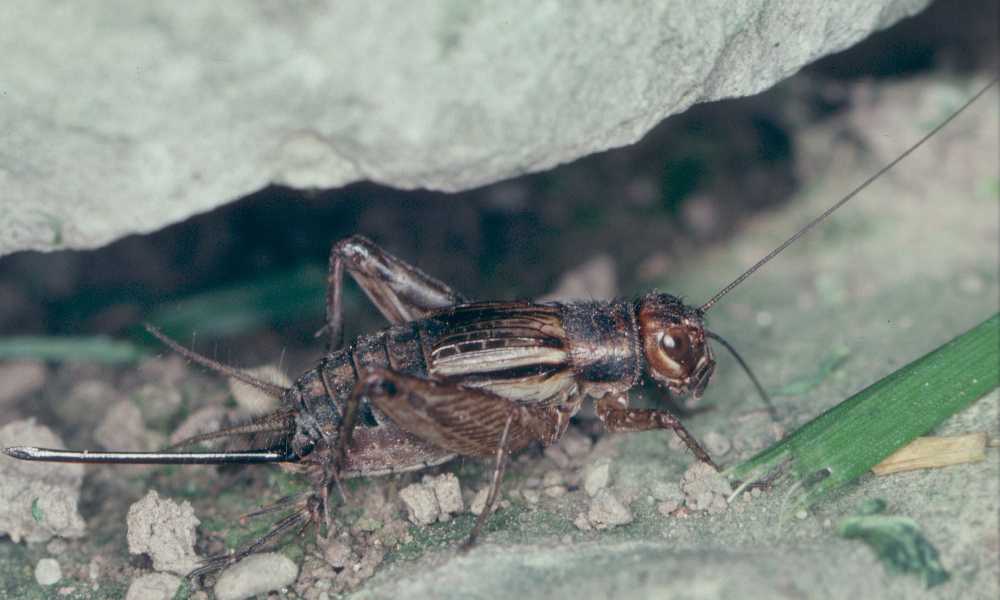 Striped Ground Cricket, Allonemobius fasciatus