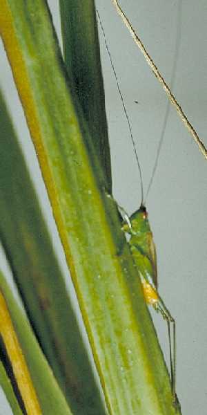 Saltmarsh Meadow Katydid, Conocephalus spartinae