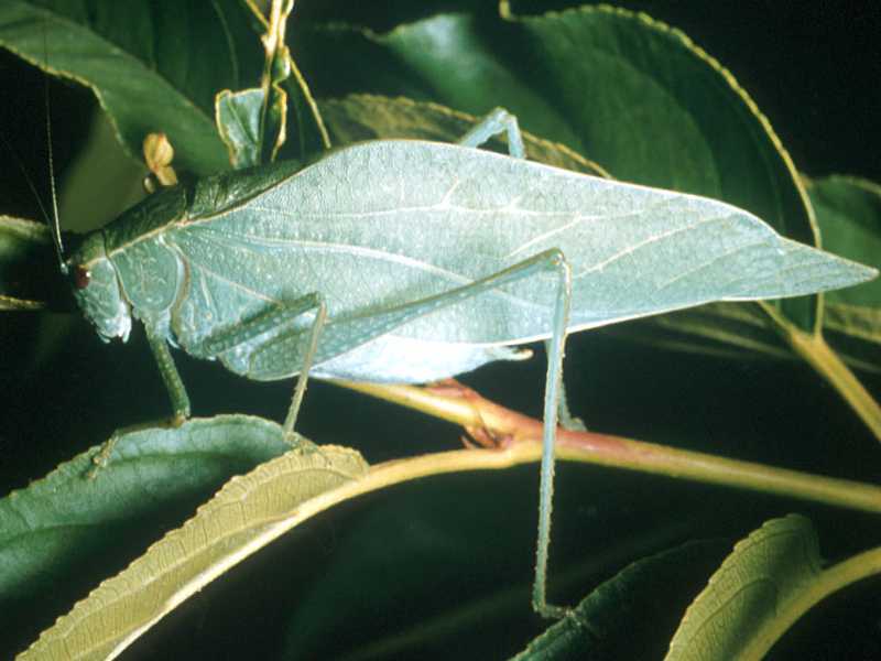 Greater Anglewinged Katydid, Microcentrum rhombifolium
