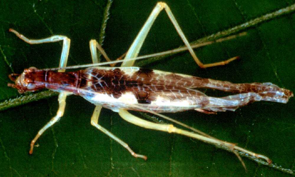 Twospotted Tree Cricket, Neoxabea bipunctata