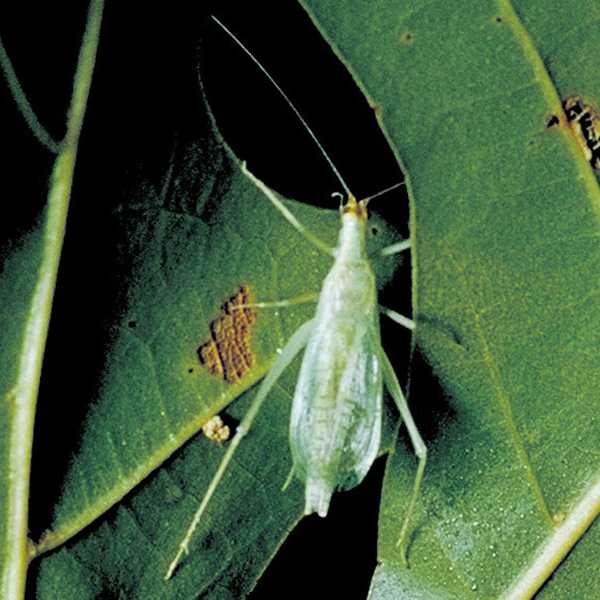 Narrowwinged Tree Cricket, Oecanthus niveus