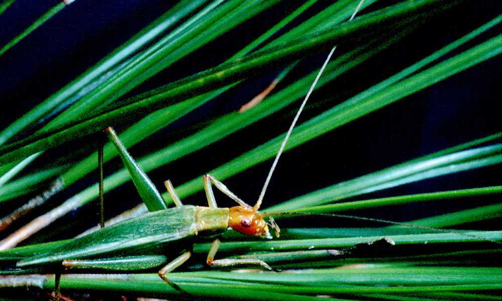 Pine Tree Cricket, Oecanthus pin