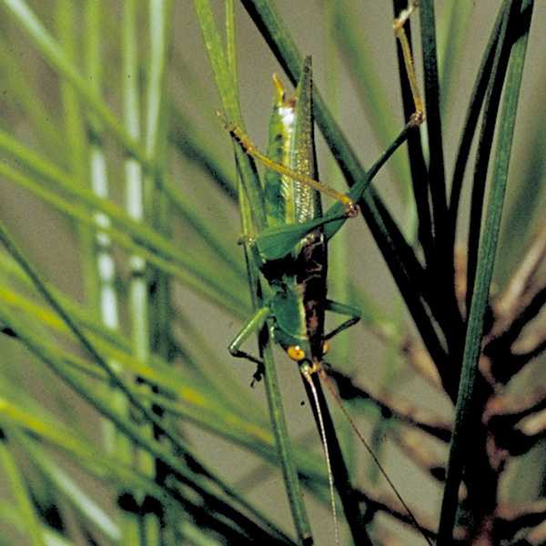 Lesser Pine Katydid, Orchelimum minor