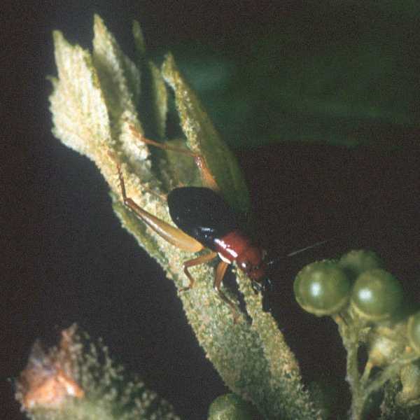 Redheaded Bush Cricket, Phyllopalpus pulchellus