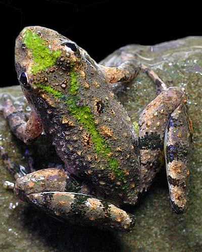 northern cricket frog