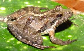 southern cricket frog