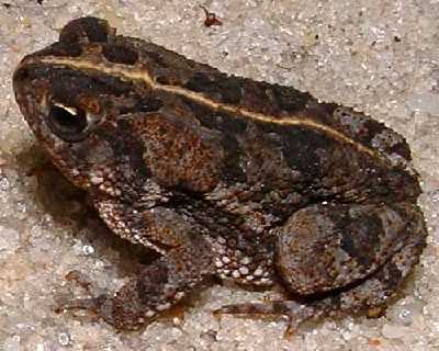 oak toad