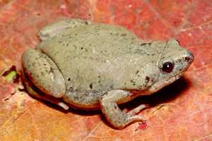 great plains narrowmouth toad