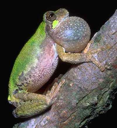 bird-voiced treefrog