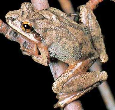 mountain chorus frog