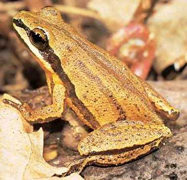 Brimley's chorus frog