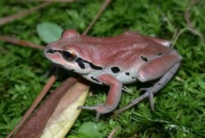 ornate chorus frog