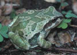 strecker's chorus frog