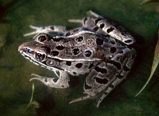 plains leopard frog