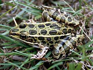 n leopard frog